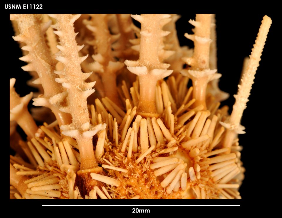 PRESERVED_SPECIMEN; Preparations: Dry; Austrocidaris spinulosa Mortensen, 1910; Individual count: 25; Type status: (no data); Identified by: Chesher, R. H.; Event date: 19630918T00:00:00Z; Additional photo