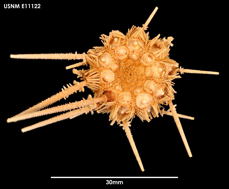 PRESERVED_SPECIMEN; Preparations: Dry; Austrocidaris spinulosa Mortensen, 1910; Individual count: 25; Type status: (no data); Identified by: Chesher, R. H.; Event date: 19630918T00:00:00Z; Additional photo