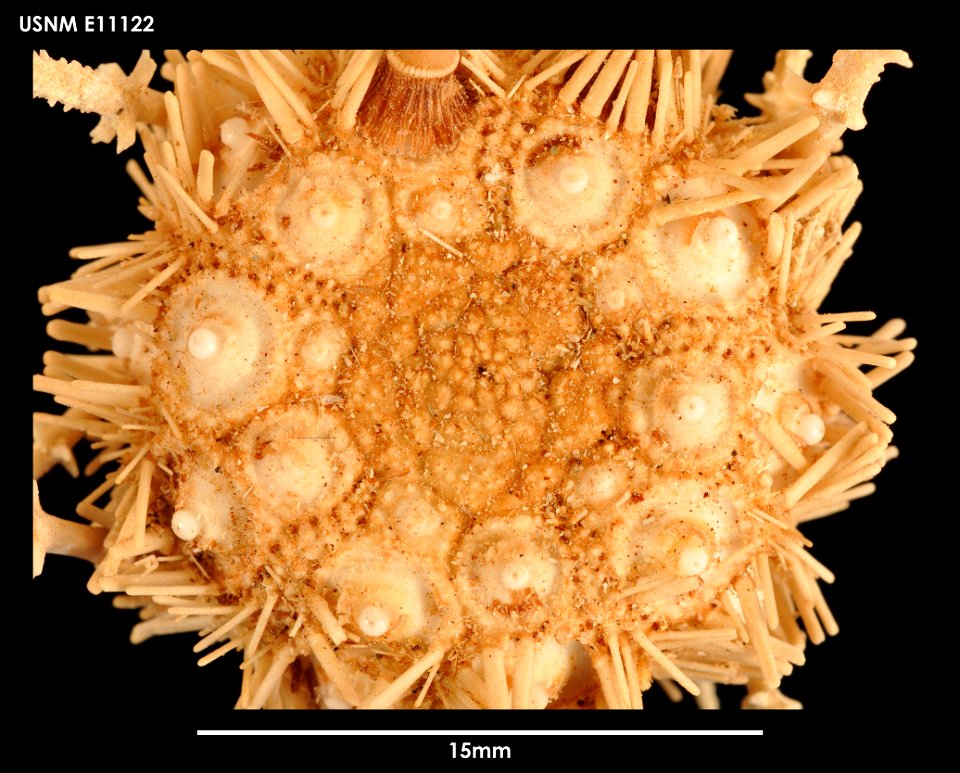 PRESERVED_SPECIMEN; Preparations: Dry; Austrocidaris spinulosa Mortensen, 1910; Individual count: 25; Type status: (no data); Identified by: Chesher, R. H.; Event date: 19630918T00:00:00Z; Additional photo