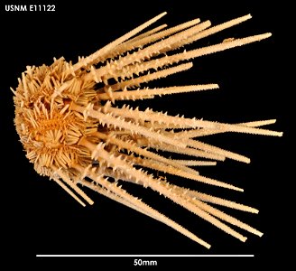 PRESERVED_SPECIMEN; Preparations:	Dry; Austrocidaris spinulosa Mortensen, 1910; Individual count:	25; Type status:	 (no data); Identified by:	Chesher, R. H.; Event date:	19630918T00:00:00Z; Additional