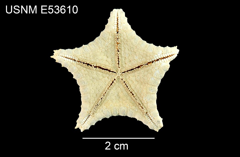 PRESERVED_SPECIMEN; Preparations:	Dry; Ryukuaster onnae Mah, 2007; Individual count:	1; Type status:	HOLOTYPE; Identified by:	Mah, Christopher, (IZ), Smithsonian Institution  National Museum of Natura