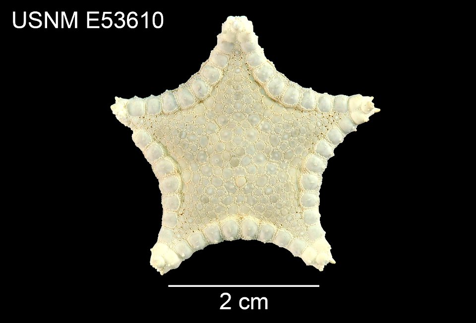 PRESERVED_SPECIMEN; Preparations:	Dry; Ryukuaster onnae Mah, 2007; Individual count:	1; Type status:	HOLOTYPE; Identified by:	Mah, Christopher, (IZ), Smithsonian Institution  National Museum of Natura