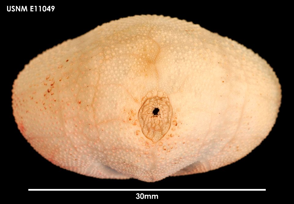 PRESERVED_SPECIMEN; Preparations:	Dry; Abatus philippii Lovén, 1871; Individual count:	1; Type status:	 (no data); Identified by:	Chesher, R. H.; Event date:	19621212T00:00:00Z; Additional description