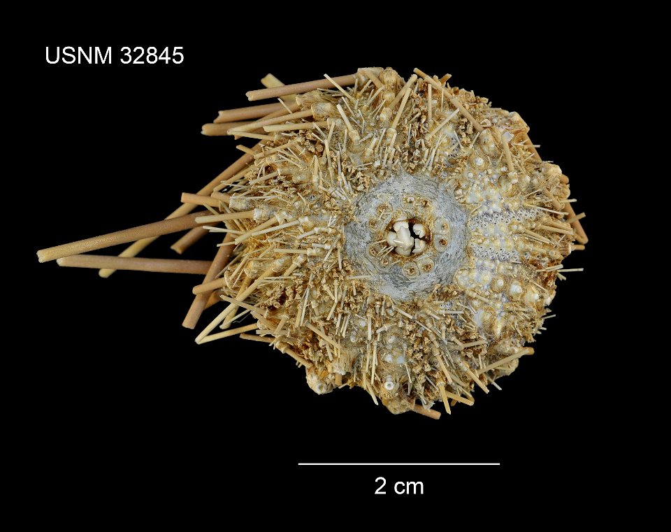 PRESERVED_SPECIMEN; Preparations: Dry; Caenopedina hawaiiensis H.L.Clark, 1912; Individual count: 1; Type status: SYNTYPE; Identified by: Clark, Hubert Lyman; Event date: 19020410T00:00:00Z; Additiona photo