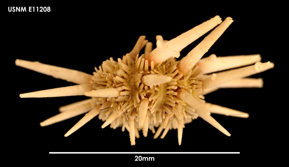 PRESERVED_SPECIMEN; Preparations:	Dry; Goniocidaris umbraculum Hutton, 1878; Individual count:	3; Type status:	 (no data); Identified by:	Chesher, R. H.; Event date:	19650219T00:00:00Z; Additional des