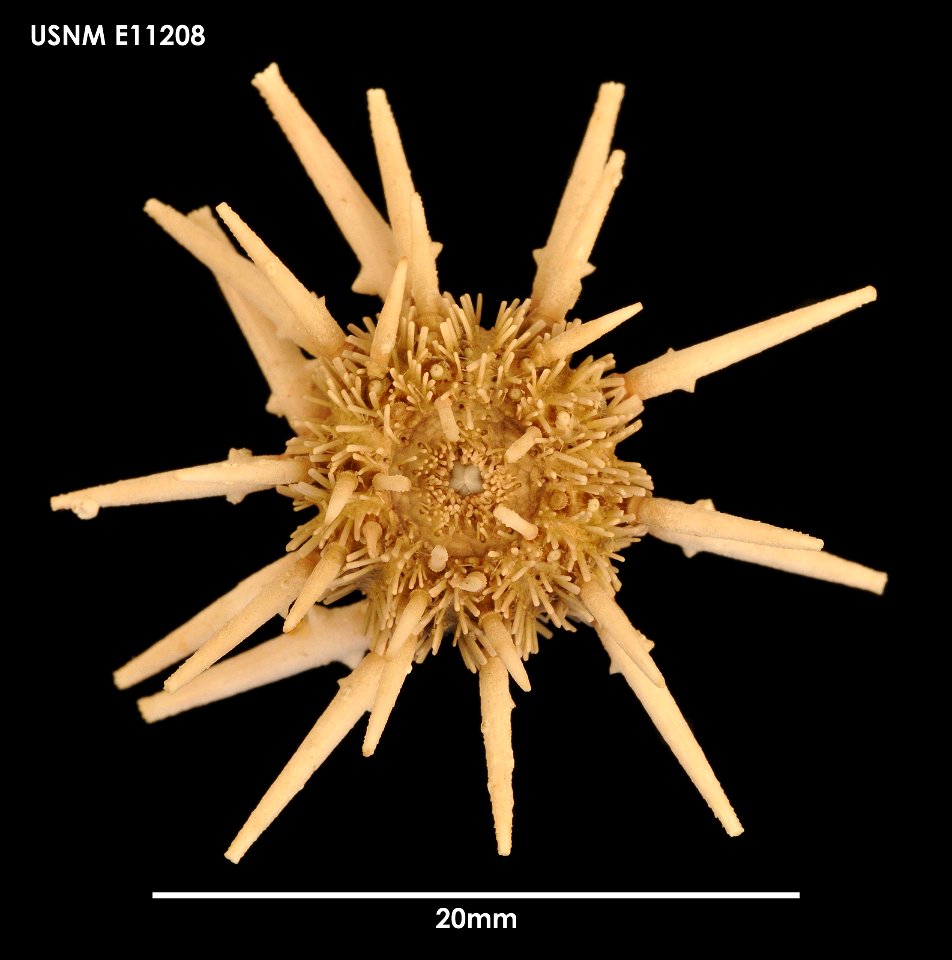 PRESERVED_SPECIMEN; Preparations:	Dry; Goniocidaris umbraculum Hutton, 1878; Individual count:	3; Type status:	 (no data); Identified by:	Chesher, R. H.; Event date:	19650219T00:00:00Z; Additional des