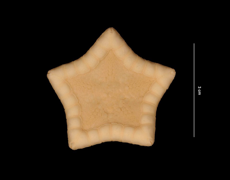 PRESERVED_SPECIMEN; Preparations:	Alcohol (Ethanol); Pawsonaster parvus (Perrier, 1881); Individual count:	1; Type status:	 (no data); Identified by:	Mah, Christopher, (IZ), Smithsonian Institution  N