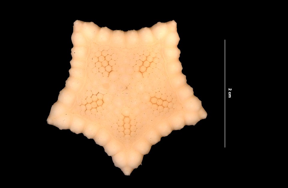 PRESERVED_SPECIMEN; Preparations:	Alcohol (Ethanol); Pawsonaster parvus (Perrier, 1881); Individual count:	1; Type status:	 (no data); Identified by:	Mah, Christopher, (IZ), Smithsonian Institution  N