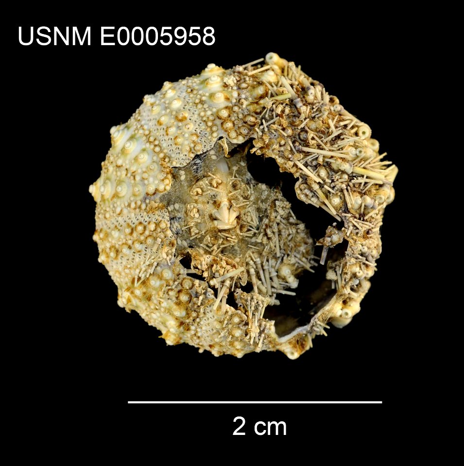 PRESERVED_SPECIMEN; Preparations: Dry; Caenopedina annulata Mortensen, 1940; Individual count: 1; Type status: PARATYPE; Identified by: Mortensen, Th.; Event date: 19080225T00:00:00Z; Additional descr photo