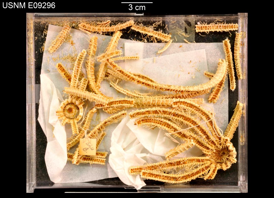 PRESERVED_SPECIMEN; Preparations:	Dry; Craterobrisinga synaptoma Fisher, 1917; Individual count:	2; Type status:	PARATYPE; Identified by:	Fisher, Walter K., Stanford University; Event date:	18900903T0