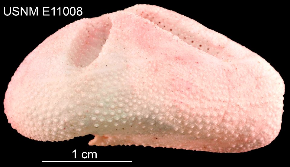 PRESERVED_SPECIMEN; Preparations: Dry; Tripylus beatriceae Larrain, 1986; Individual count: 1; Type status: HOLOTYPE; Identified by: Larrain, A.; Event date: 19621205T00:00:00Z; Additional description photo