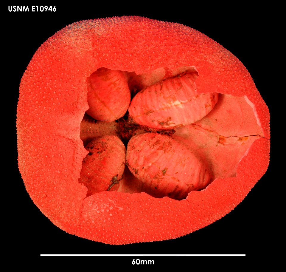 PRESERVED_SPECIMEN; Preparations:	Dry; Abatus elongatus (Koehler, 1908); Individual count:	2; Type status:	 (no data); Identified by:	Chesher, R. H.; Event date:	19660209T00:00:00Z; Additional descrip