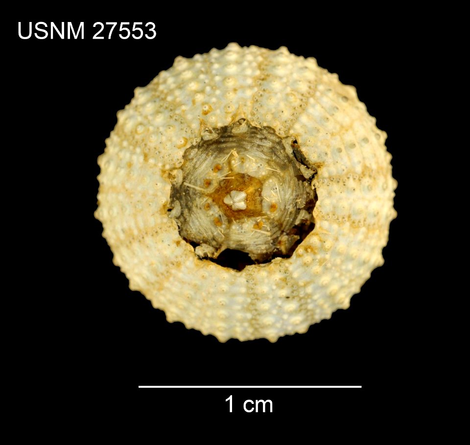 PRESERVED_SPECIMEN; Preparations:	Dry; Centrostephanus asteriscus Agassiz & Clark, 1907; Individual count:	1; Type status:	SYNTYPE; Identified by:	Agassiz, Alexander E.; Clark, Hubert L.; Event da
