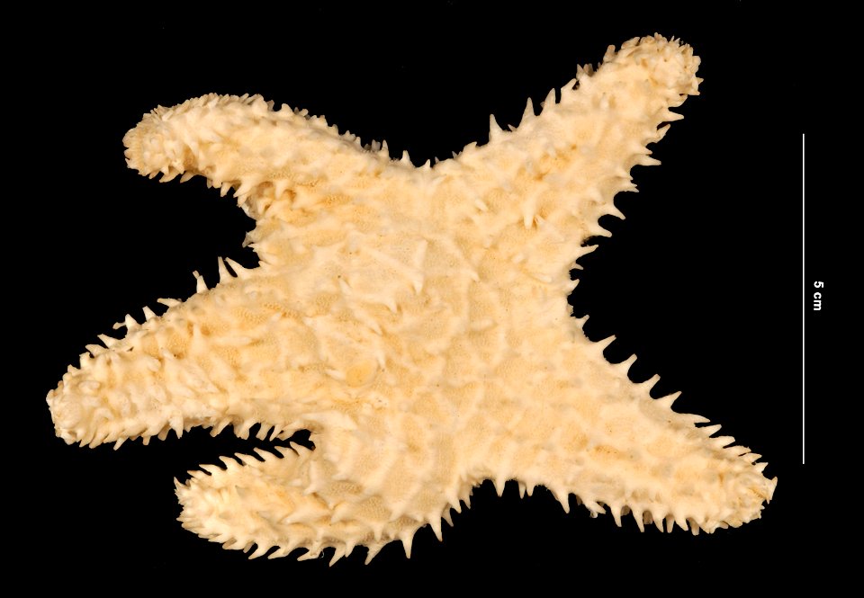 PRESERVED_SPECIMEN; Preparations:	Alcohol (Ethanol); Poraniopsis inflata (Fisher, 1906); Individual count:	1; Type status:	 (no data); Identified by:	D.B.C.; Event date:	19840714T00:00:00Z; Additional