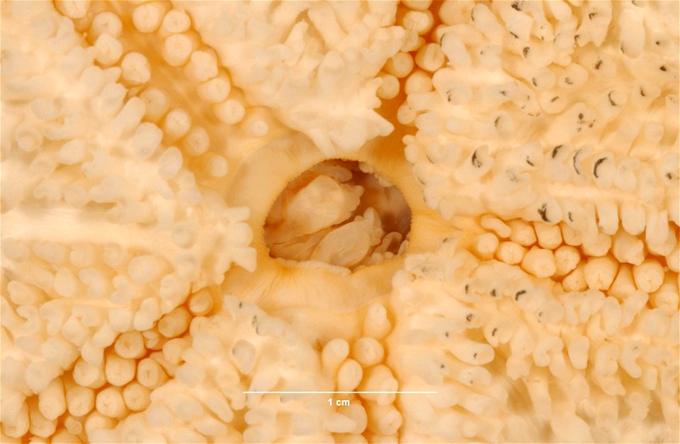 PRESERVED_SPECIMEN; Preparations:	Alcohol (Ethanol); Poraniopsis inflata (Fisher, 1906); Individual count:	1; Type status:	 (no data); Identified by:	D.B.C.; Event date:	19840714T00:00:00Z; Additional