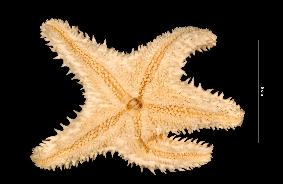 PRESERVED_SPECIMEN; Preparations:	Alcohol (Ethanol); Poraniopsis inflata (Fisher, 1906); Individual count:	1; Type status:	 (no data); Identified by:	D.B.C.; Event date:	19840714T00:00:00Z; Additional