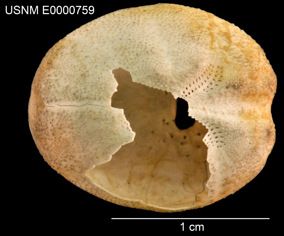 PRESERVED_SPECIMEN; Preparations:	Dry; Brissopsis circosemita A.Agassiz & H.L.Clark, 1907; Individual count:	1; Type status:	HOLOTYPE; Identified by:	Agassiz, Alexander E.; Clark, Hubert L.; Event