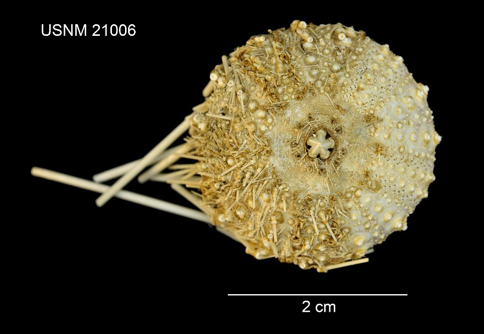 PRESERVED_SPECIMEN; Preparations: Dry; Caenopedina diomedeae Mortensen, 1939; Individual count: 1; Type status: HOLOTYPE; Identified by: Mortensen, Th.; Event date: 18910224T00:00:00Z; Additional desc photo