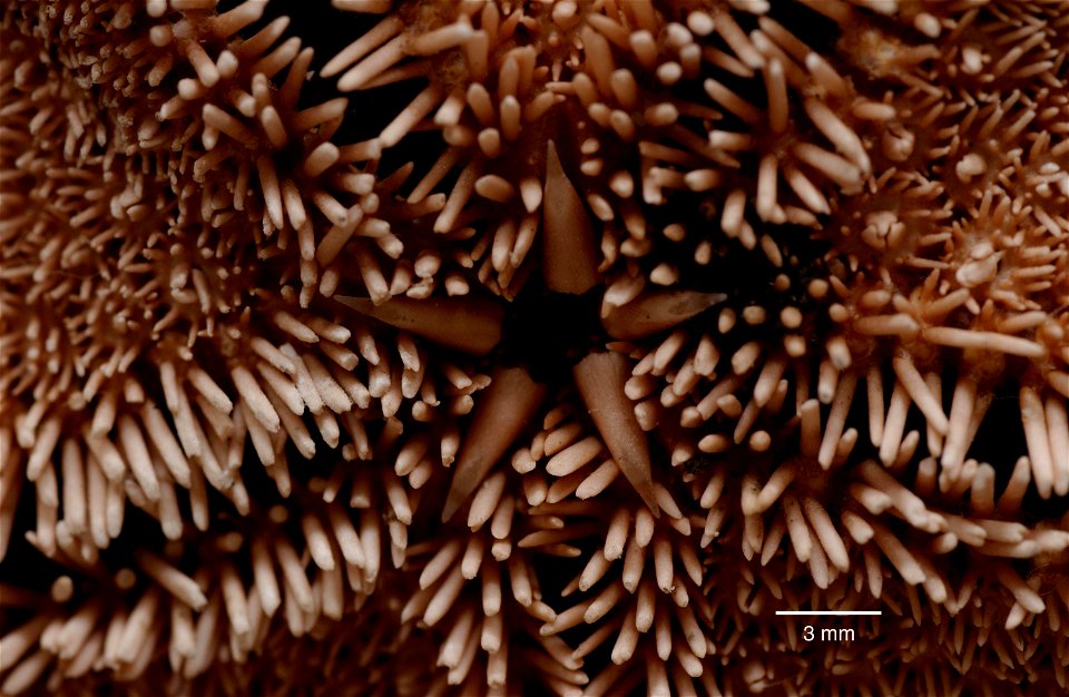 PRESERVED_SPECIMEN; Preparations:	Dry; Acodontaster conspicuus (Koehler, 1920); Individual count:	1; Type status:	 (no data); Identified by:	Clark, H.; Event date:	19621231T00:00:00Z; Additional descr