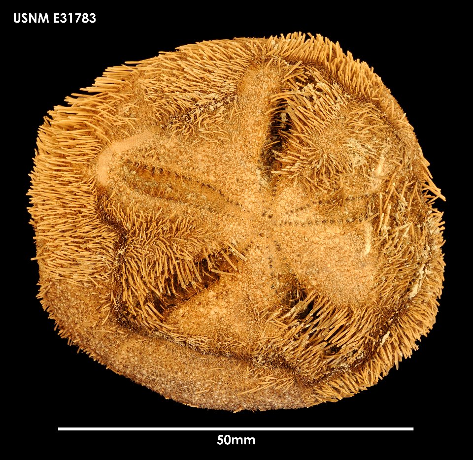 PRESERVED_SPECIMEN; Preparations:	Dry; Abatus curvidens Mortensen, 1936; Individual count:	1; Type status:	 (no data); Identified by:	Ahearn, Cynthia, (IZ), Smithsonian Institution  National Museum of