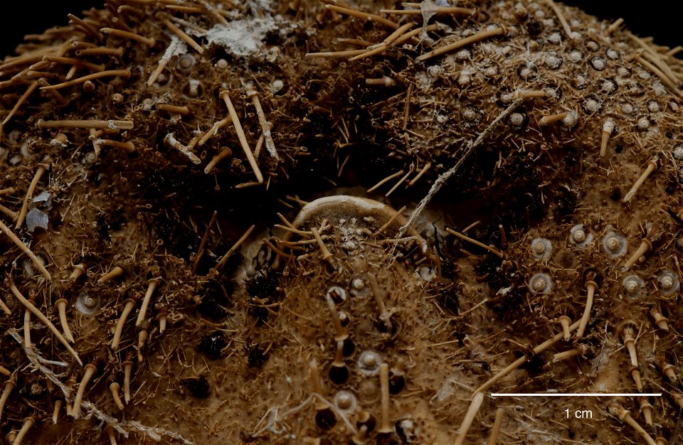 PRESERVED_SPECIMEN; Preparations:	Dry; Abatus curvidens Mortensen, 1936; Individual count:	1; Type status:	 (no data); Identified by:	Ahearn, Cynthia, (IZ), Smithsonian Institution  National Museum of