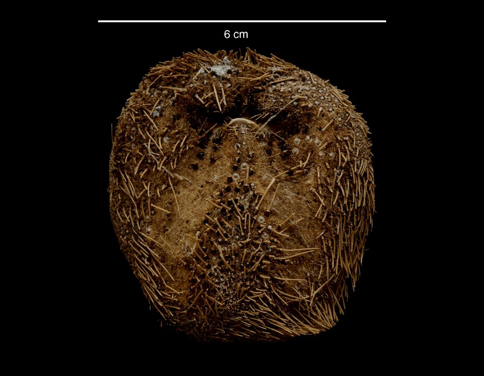 PRESERVED_SPECIMEN; Preparations: Dry; Abatus curvidens Mortensen, 1936; Individual count: 1; Type status: (no data); Identified by: Ahearn, Cynthia, (IZ), Smithsonian Institution National Museum of photo