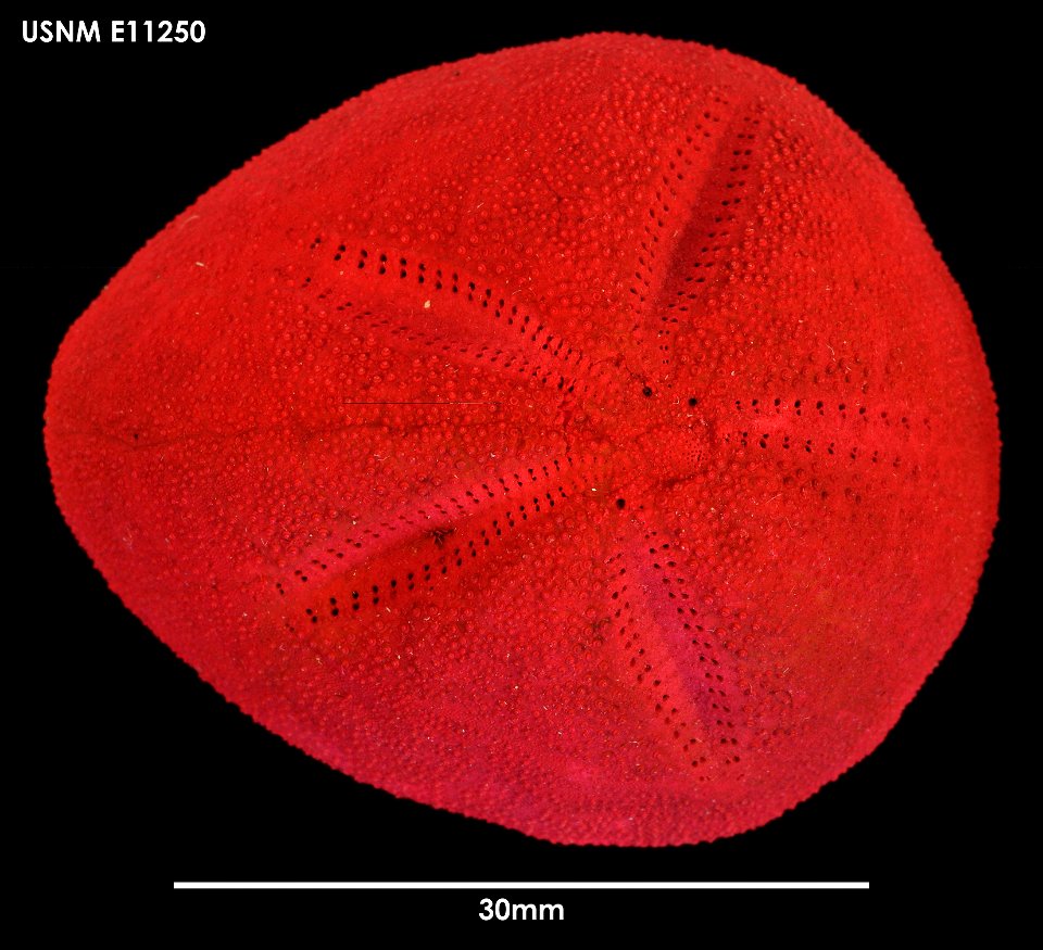 PRESERVED_SPECIMEN; Preparations: Dry; Abatus ingens Koehler, 1926; Individual count: 2; Type status: (no data); Identified by: Chesher, R. H.; Event date: 19570120T00:00:00Z; Additional description: photo