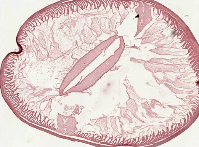 PRESERVED_SPECIMEN; ; ; microslide; ; IZ number 93212; lot count 1; Microslide 01, balsam, serial section; photo