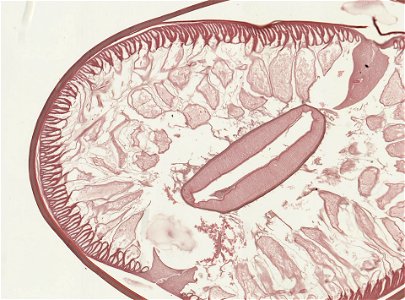 PRESERVED_SPECIMEN; ; ; microslide; ; IZ number 93215; lot count 1; Microslide 01, balsam, serial section;