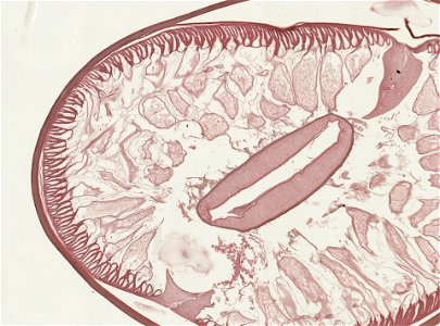 PRESERVED_SPECIMEN; ; ; microslide; ; IZ number 93215; lot count 1; Microslide 01, balsam, serial section; photo