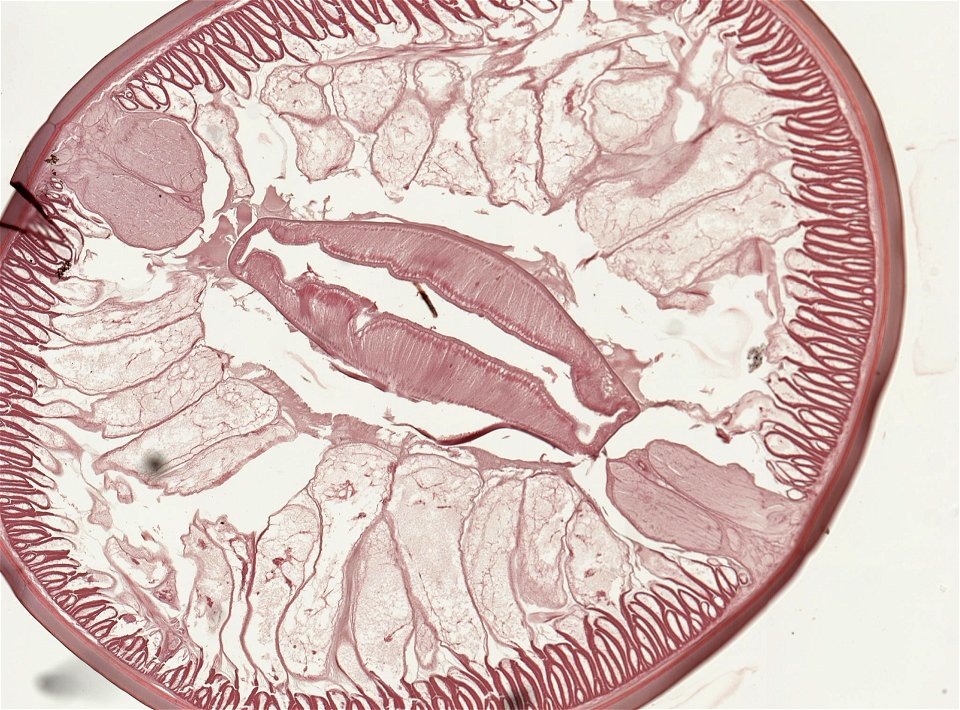 PRESERVED_SPECIMEN; ; ; microslide; ; IZ number 93236; lot count 1; Microslide 01, balsam, serial section; photo