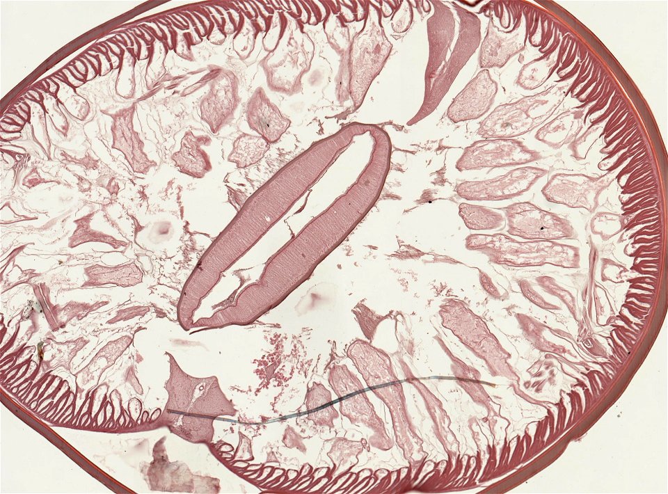 PRESERVED_SPECIMEN; ; ; microslide; ; IZ number 93248; lot count 1; Microslide 01, balsam, serial section; other number Set 91-5; photo