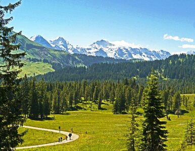 Conifers almen mountain pastures photo