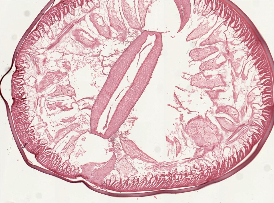 PRESERVED_SPECIMEN; ; ; microslide; ; IZ number 93254; lot count 1; Microslide 01, balsam, serial section; other number Set 46-5; photo