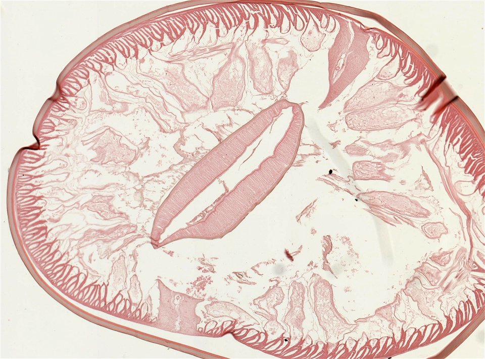 PRESERVED_SPECIMEN; ; ; microslide; ; IZ number 93256; lot count 1; Microslide 01, balsam, serial section; other number Set 93-5; photo