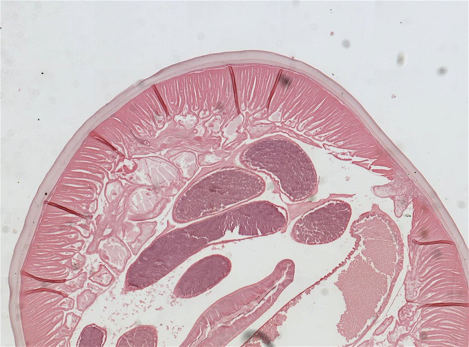 PRESERVED_SPECIMEN; MALE; ; microslide; ; IZ number 95316; lot count 1; Microslide 01, balsam, serial section; male; other number N-23:III-8; photo