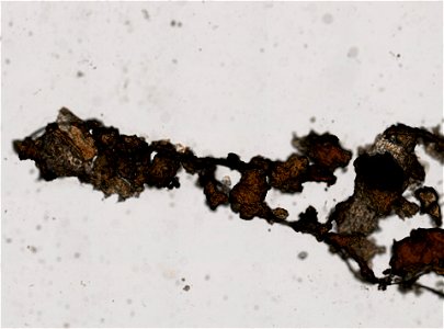 PRESERVED_SPECIMEN; ; ; microslide; ; IZ number 95372; lot count 1; Microslide 01, glycerin, whole mount; egg; other number N-20:III-10; on same slide: IZ.052776;