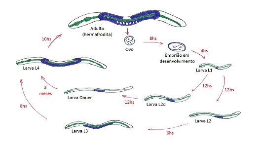 Representação esquemática do ciclo de vida do C. elegans. Os períodos das durações das fases são aproximados. Cores apenas  representativas para diferenciar o sistema digestório (verde) e o sistema re