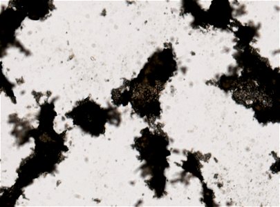 PRESERVED_SPECIMEN; ; ; microslide; ; IZ number 93429; lot count 1; Microslide 01, balsam, whole mount; ova;