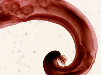 PRESERVED_SPECIMEN; MALE; ; microslide; ; IZ number 97920; lot count 1; Microslide 01, balsam, whole mount; male;