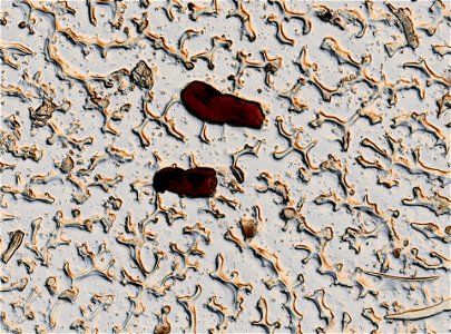 PRESERVED_SPECIMEN; ; LARVA; microslide; ; IZ number 95151; lot count 1; Microslide 01, glycerin, whole mount; larva; other number N-21:III-1; other number P6.13;