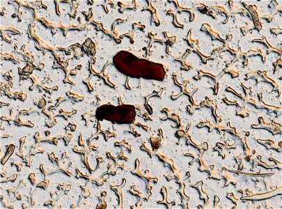 PRESERVED_SPECIMEN; ; LARVA; microslide; ; IZ number 95151; lot count 1; Microslide 01, glycerin, whole mount; larva; other number N-21:III-1; other number P6.13; photo