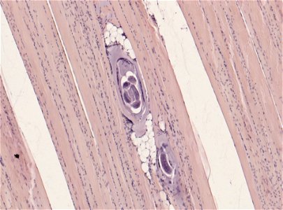 PRESERVED_SPECIMEN; ; ; microslide; ; IZ number 93403; lot count 1; Microslide 01, balsam, section;
