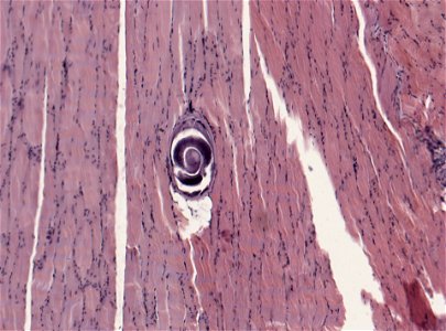 PRESERVED_SPECIMEN; ; ; microslide; ; IZ number 93405; lot count 1; Microslide 01, balsam, section;