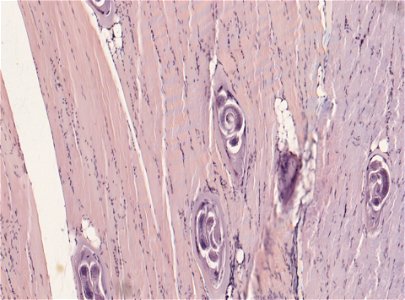 PRESERVED_SPECIMEN; ; ; microslide; ; IZ number 93406; lot count 1; Microslide 01, balsam, section;