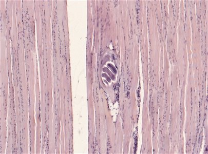PRESERVED_SPECIMEN; ; ; microslide; ; IZ number 93407; lot count 1; Microslide 01, balsam, section;
