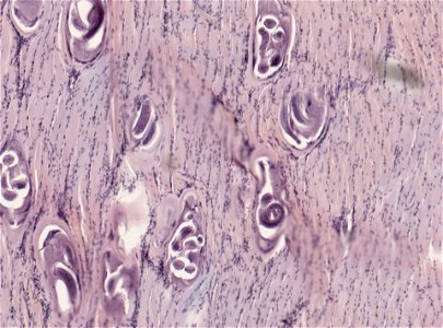 PRESERVED_SPECIMEN; ; ; microslide; ; IZ number 93408; lot count 1; Microslide 01, balsam, section;