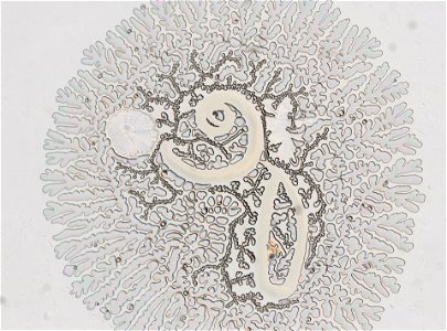 PRESERVED_SPECIMEN; ; ; microslide; ; IZ number 95171; lot count 1; Microslide 01, glycerin, whole mount; young; other number N-23:III-2;