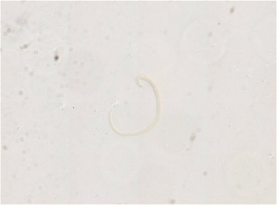 PRESERVED_SPECIMEN; MALE; ; microslide; ; IZ number 95177; lot count 1; Microslide 01, glycerin, whole mount; male; other number N-16:III-2;