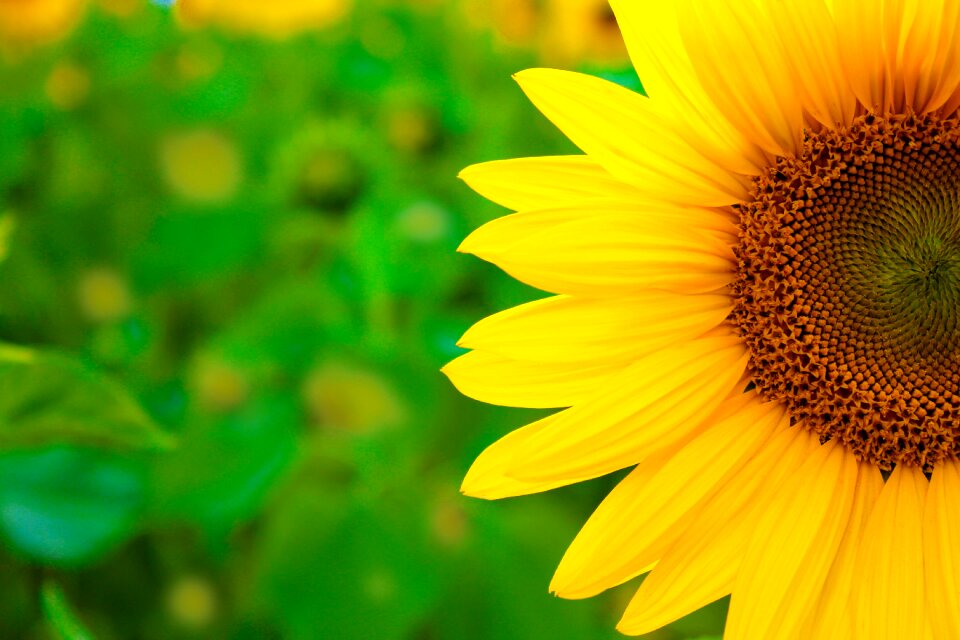 Yellow flower nature